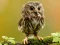 Permainan Animal Hidden Stars secara online