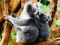 Permainan Cute Baby Koala Bear secara online