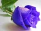 Permainan Blue Roses secara online