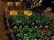 Permainan Pixel Farm secara online