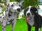 Permainan Dog Simulator 3d secara online
