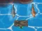 Permainan Titanic Shark Attacks secara online