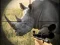 Permainan Wild Rhino Hunter secara online
