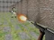 Permainan Bullet Fire secara online