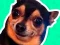Permainan What meme dog are you ? secara online