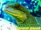 Permainan Chinese Water Dragon Jigsaw secara online