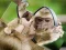 Permainan Chimpanzee Jigsaw secara online