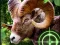 Permainan Crazy Goat Hunter 2020 secara online