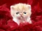 Permainan Funny Kitty secara online
