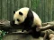 Permainan Pandas Puzzle secara online