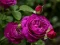 Permainan Purple Roses secara online