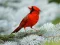 Permainan Birds Puzzle secara online