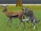 Permainan Wolf Life Simulator secara online