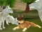 Permainan Wild Wolves Hunger Attack secara online