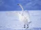 Permainan Graceful Swans secara online