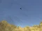 Permainan Toucan Shooter secara online
