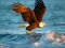 Permainan Animals Jigsaw Puzzle Eagle secara online