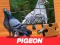 Permainan Pigeon Jigsaw Puzzle secara online