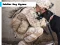 Permainan Soldier Dog Jigsaw secara online
