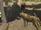 Permainan African Cheetah Hunting Simulator secara online