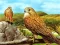 Permainan Birds of Prey Slide secara online