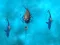 Permainan Avoid the Sharks secara online