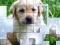 Permainan PicPu Dog secara online