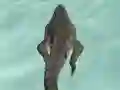 Permainan Crocodile Simulator Beach Hunt secara online