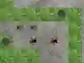 Permainan Spider Tower Defence secara online