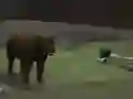 Permainan Bear Den secara online