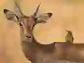 Permainan Wild Deer Jigsaw secara online