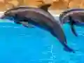 Permainan Sea Dolphin Jigsaw secara online