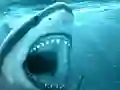 Permainan Hungry Shark secara online