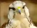 Permainan Gyrfalcon Jigsaw secara online