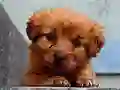 Permainan Puppy Puzzle secara online