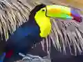 Permainan Toucan Bird Jigsaw secara online