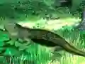 Permainan Lizard Forest Escape secara online