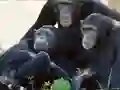 Permainan Funny Chimpanzee Jungle Escape secara online