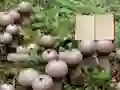 Permainan Lycoperdon Mushroom Land Escape secara online