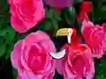 Permainan Precious Rose Escape secara online