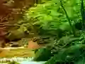 Permainan Peaceful Rainbow Forest Escape secara online