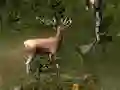 Permainan Sniper Hunting Deadly Animal secara online