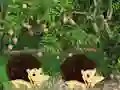 Permainan Escape From Mango Farm secara online