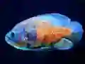 Permainan Tiger Fish Jigsaw secara online