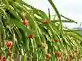 Permainan Dragon Fruit Animal Escape secara online