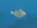 Permainan Fish Companions secara online