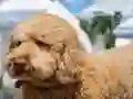 Permainan Labradoodle Jigsaw secara online