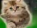 Permainan Couple Kitten Escape secara online