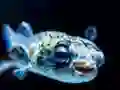 Permainan Puffer Fish Jigsaw secara online