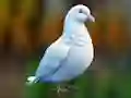 Permainan Realistic Pigeon Rescue secara online